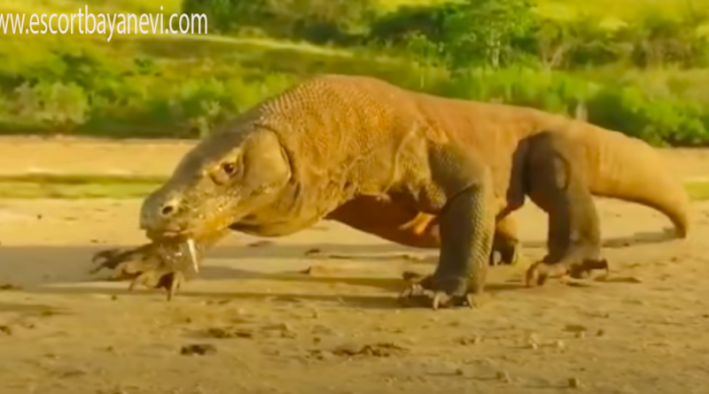 Komodo Reptil Raksasa