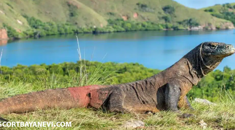 komodo