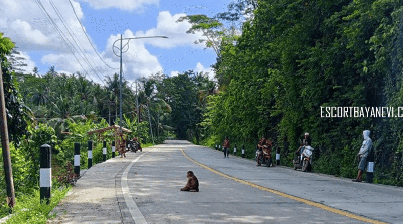 Geger Beruk Muncul di Tengah Jalan Cimerak
