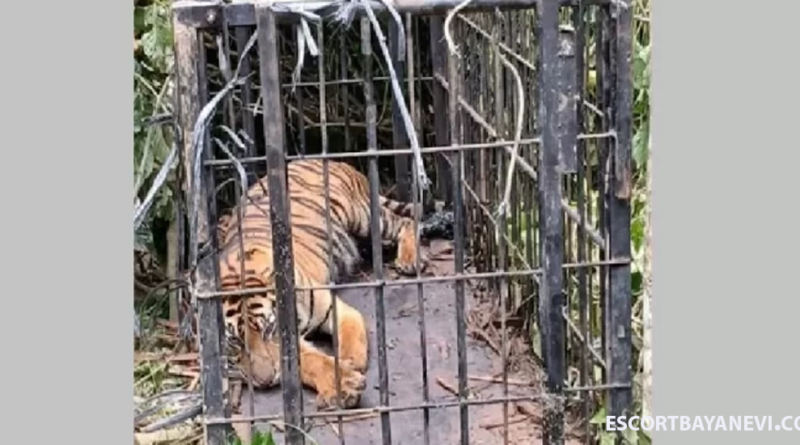 Harimau Sumatera