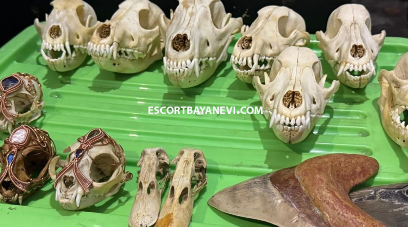 Kemenhu Tangkap Pelaku Jual Beli Bagian Tubuh Satwa Dilindungi