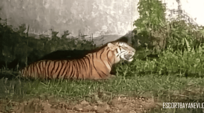harimau