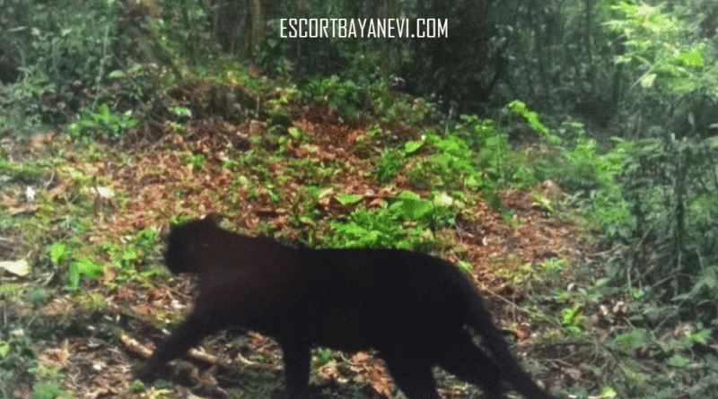 escortbayanevi