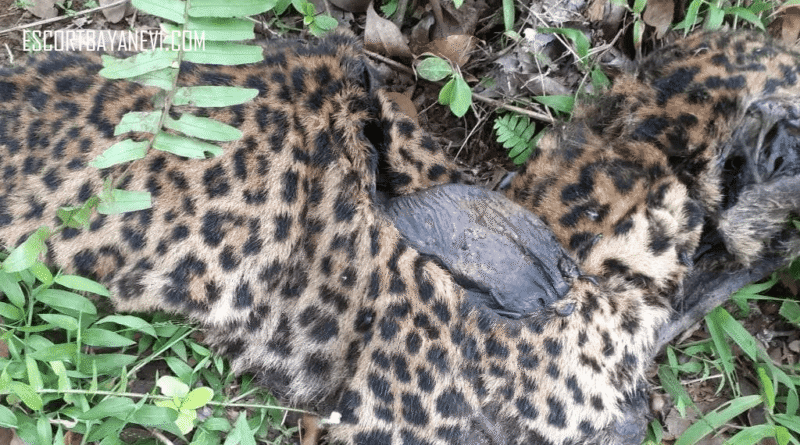 Macan Tutul Mati di Garut: Kasus Jerat Bak Fenomena Gunung Es