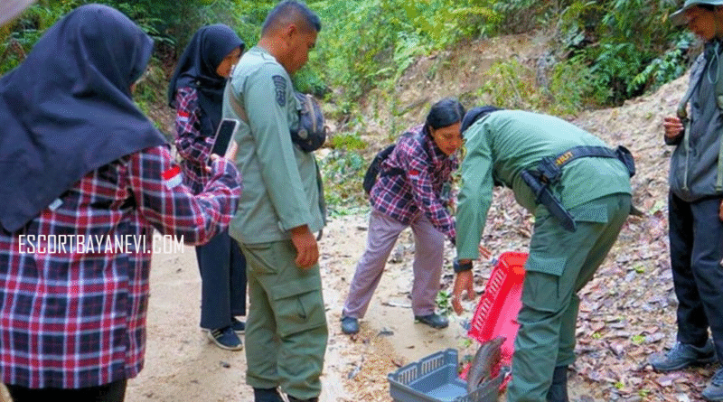 Trenggiling, Satwa Dilindungi di Hutan Lindung Tarakan