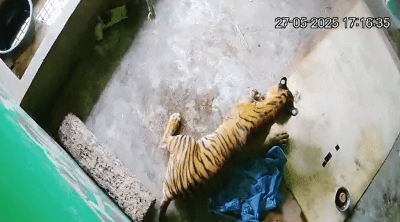 Dirawat 28 Hari, Harimau Sumatera Korban Jerat Tutup Usia