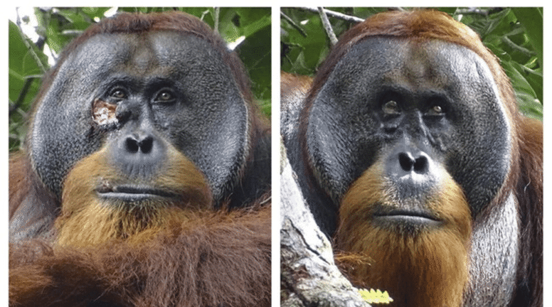 orang utan